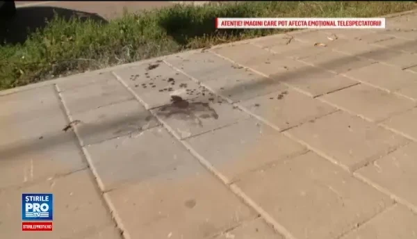 Imagini greu de privit in Iasi. Un caine maidanez, jupuit de viu de mai multe persoane