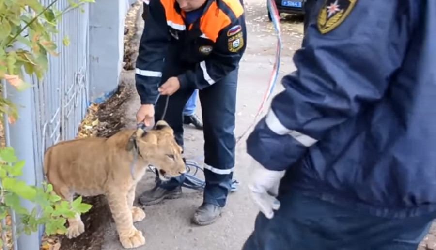 Pui de leu, gasit pe strada in centrul unui oras din Rusia. Care a fost prima reactie a trecatorilor