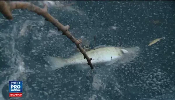 Sute de pesti morti pe un lac din Cluj-Napoca. Motivul pentru care nimeni nu a venit sa-i ridice