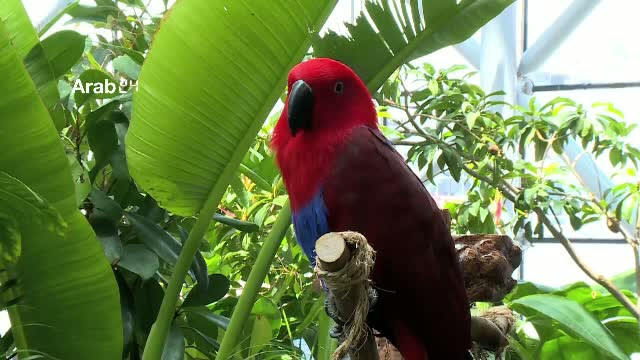 Un colt dintr-o padure tropicala, intr-o cladire de sticla din Dubai. Cum arata "Domul verde"