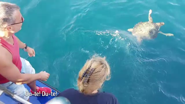 Broasca testoasa care a esuat pe litoralul nostru, eliberata de biologi in Marea Neagra. "Simte, abia o tinem pe loc!"