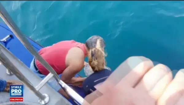 Broasca testoasa care a esuat pe litoralul nostru, eliberata de biologi in Marea Neagra. Simte, abia o tinem pe loc!