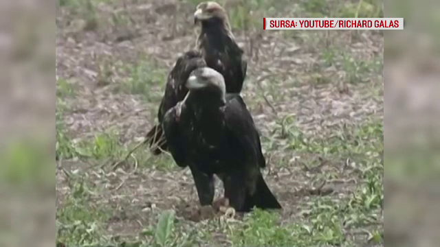 Dupa 45 de ani, a fost vazuta iarasi la noi in tara. Specialistii i-au gasit cuibul si au reusit sa o filmeze