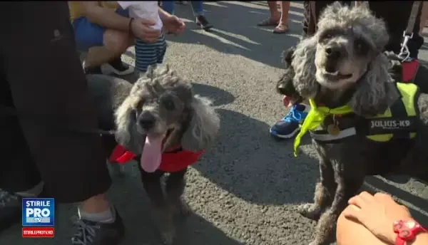 1000 de oameni au anuntat pe Faceook ca vin sa protesteze impotriva cruzimii fata de animale. Cati au mers in fata Guvernului