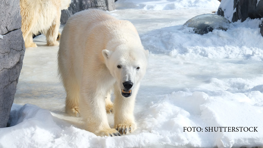 Asediul ursilor polari, in nordul Siberiei. O echipa de savanti rusi traieste de 2 saptamani un adevarat film de groaza