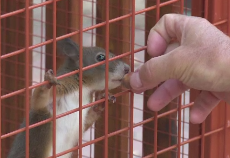 Primarul din Bistrita nu poate suporta o despartire de veveritele sale. Ce planuri are, dupa ce a fost somat sa le elibereze