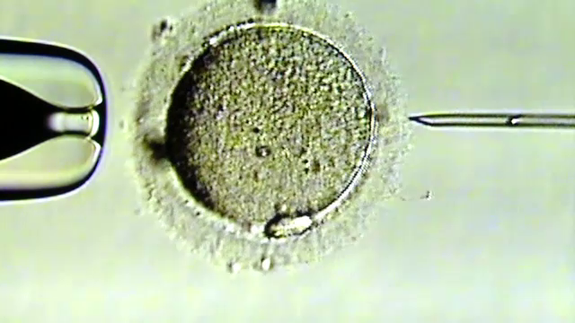 inseminare artificiala