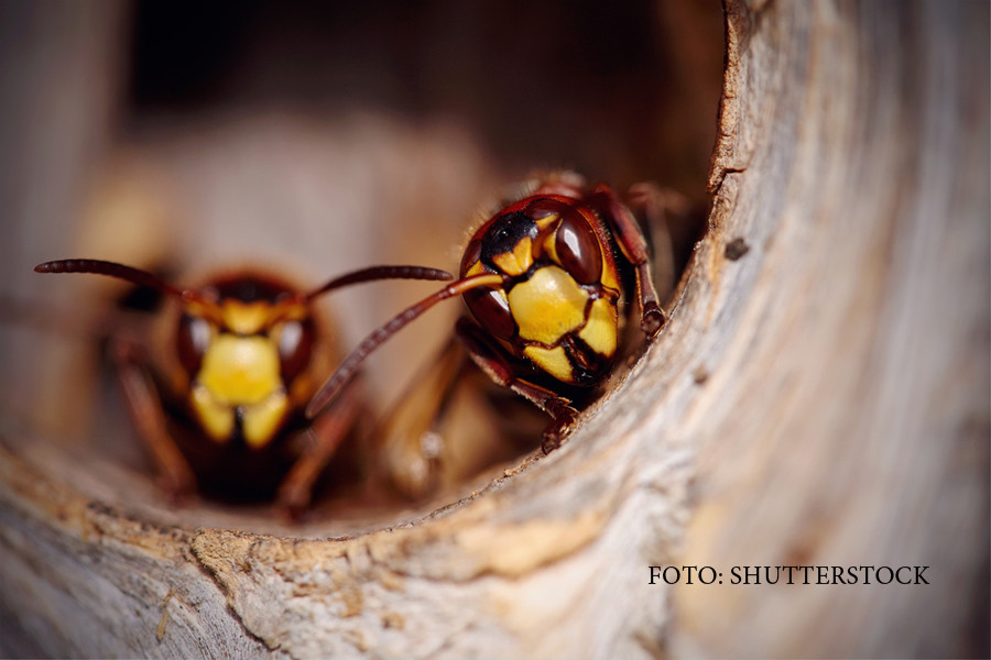 Alerta la Targu Mures, din cauza "viespilor gigant". Pot ucide din 3-4 intepaturi, iar autoritatile nu au cum sa le distruga