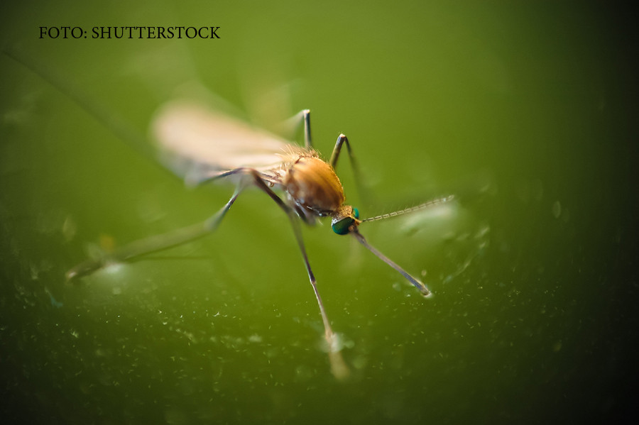 Virusul West Nile ar fi aparut in Teleorman. Maladia a ucis 5 romani in ultimele luni