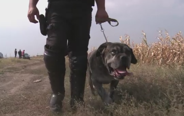 Metodele prin care fermierii disperati isi apara roadele de hoti. Unii folosesc doar lanterna si bata ca sa apere pamantul