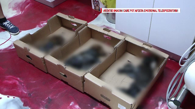 Senatorii din Comisia Juridica au decis. Cati ani de inchisoare risca cei care ucid cu intentie sau chinuie un animal