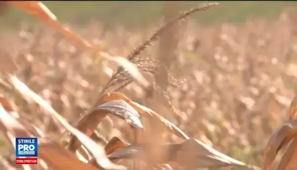 Metodele prin care fermierii disperati isi apara roadele de hoti. Unii folosesc doar lanterna si bata ca sa apere pamantul