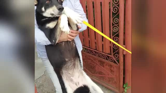 Si-a torturat zilnic catelul, pana cand un vecin a filmat ororile. Pedeapsa blanda primita de un individ din Prahova