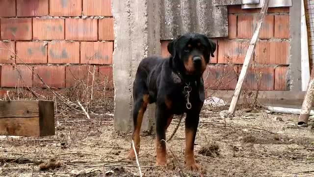 Un barbat din Dolj a murit sfasiat de propriul caine din rasa Rottweiler. Politistii au chemat un vanator sa il anihileze