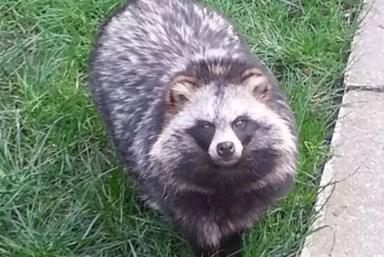 Si-a pierdut catelul in parc, iar stapanul se teme ca patrupedul sa nu fie confundat cu un raton. Cum arata Kekei. FOTO