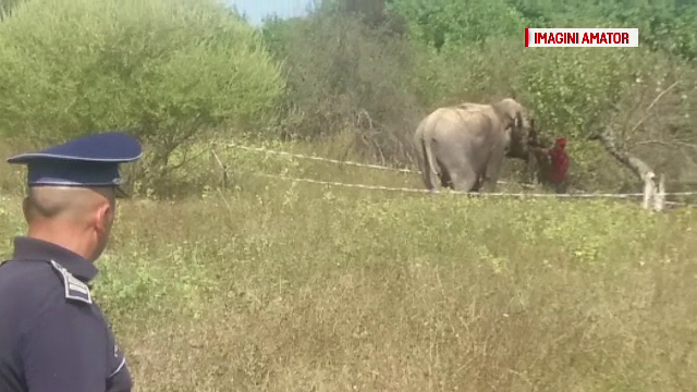 Un elefant de la un circ ambulant a scapat pe strazile din Ramnicu Valcea. Unde l-au gasit politistii dupa cateva ore