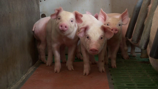 Reusita "istorica" pentru Romania care reia exporturile de porci vii catre UE. De ce am avut interdictie timp de 13 ani