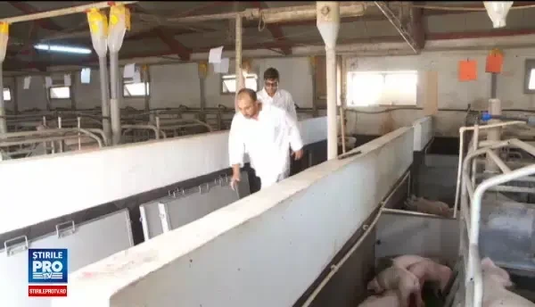 Reusita istorica pentru Romania care reia exporturile de porci vii catre UE. De ce am avut interdictie timp de 13 ani