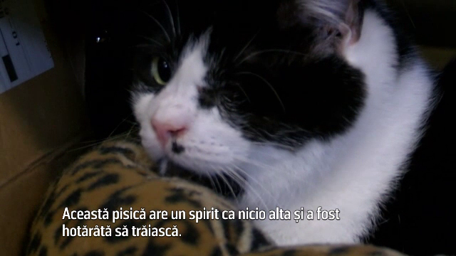 "Pisica-zombie": la 5 zile dupa ce a fost inmormantata, s-a intors pe strazi. "Are un spirit ca nicio alta"