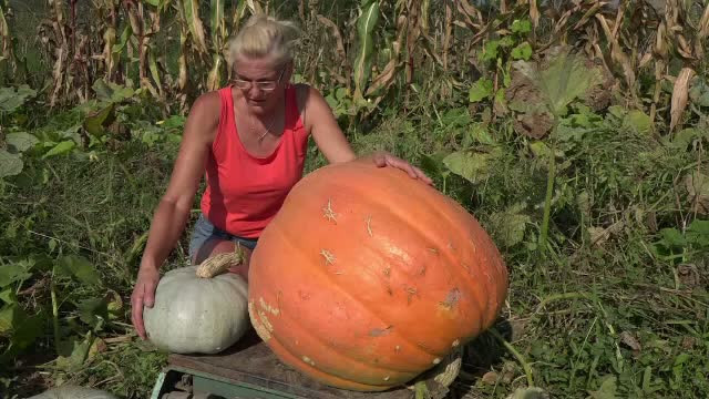 Recolta record de dovleci, in Alba. Cat costa kilogramul de dovleac si de ce este excelent pentru sanatate