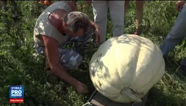 Recolta record de dovleci, in Alba. Cat costa kilogramul de dovleac si de ce este excelent pentru sanatate