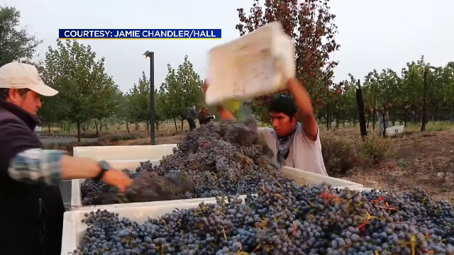 Vinul facut de roboti, in SUA. Americanii se lauda cu una dintre cele mai tehnologizate crame: "E mult mai simplu"