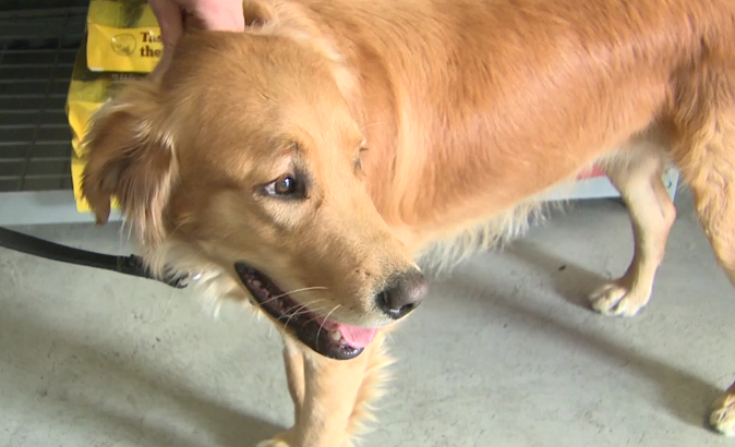 Un golden retriever a mancat heroina aruncata de un suspect care fugea de politie. Ce a urmat. VIDEO