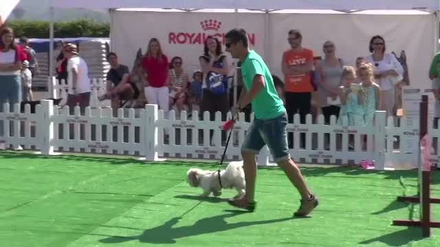 Brasov si Bucuresti, orasele unde, in weekend, zeci de catei s-au intrecut in frumusete si agilitate la Hamfest