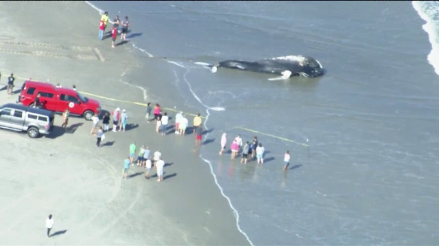 O balena uriasa a esuat pe o plaja din New Jersey. Ce au descoperit medicii la necropsie