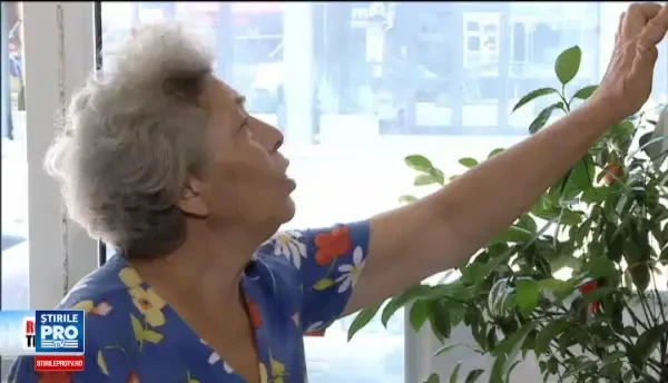 Produsele naturiste, o afacere de milioane. Ce au patit romanii care s-au tratat cu alifie de cai sau macerat din lame de ras