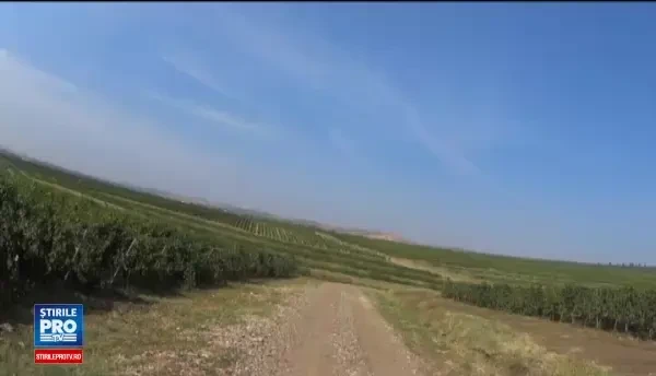 Tur de biciclism printre podgoriile din Prahova. Cat costa un tur al viilor, cu degustari si o masa buna