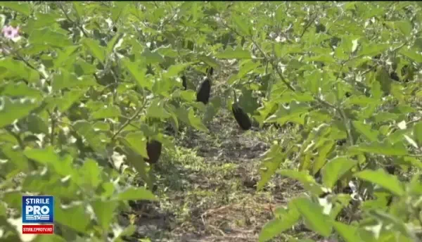 Sansa primita de tinerii fara adapost cu ajutorul unor voluntari francezi. Cum functioneaza terapia prin horticultura