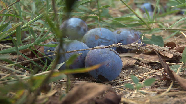 Toamna profitabila pentru proprietarii de livezi de pruni. "Sunt multe de tot. Avem si pentru magiun, si pentru tuica"