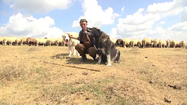 Doua zile de veselie, la poalele muntilor Bucegi. 1000 de oameni au sarbatorit ravasitul oilor