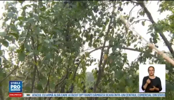 Toamna profitabila pentru proprietarii de livezi de pruni. Sunt multe de tot. Avem si pentru magiun, si pentru tuica