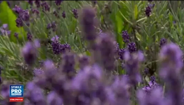 Aurul mov i-a imbogatit si in acest an pe romani. Profitul obtinut de un preot, care isi promoveaza afacerea pe Facebook