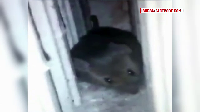 Primele sanctiuni in cazul spitalului cu soareci si gandaci din Aiud. Managerul sustine ca insectele au fost aduse de afara