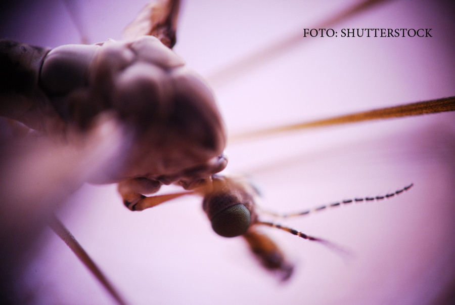 Sudul Romaniei, in alerta din cauza virusului West Nile. 6 oameni au murit din cauza acestei boli transmise de tantari