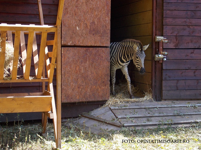 A doua zebra moarta in conditii misterioase, la Gradina Zoologica din Timisoara. Dupa "habauca" a pierit si "Shakira"