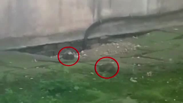 Spitalul din Romania in care soarecii stau "internati" alaturi de pacienti. De ce nu poate fi inchisa unitatea