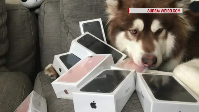 Un chinez i-a cumparat "celui mai bun prieten" al sau 8 iPhone-uri. Singura problema este ca acesta nu poate vorbi