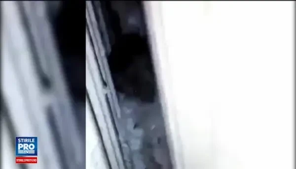 Soarece filmat de un pacient in Spitalul de Pneumoftiziologie din Aiud. Scuza gasita de conducere si singura masura luata