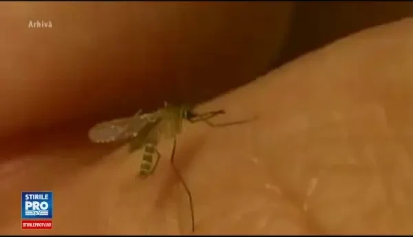 Sudul Romaniei, in alerta din cauza virusului West Nile. 6 oameni au murit din cauza acestei boli transmise de tantari