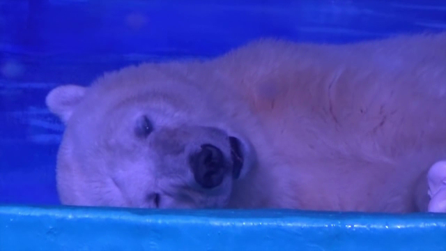 Pizza, cel mai trist urs polar din lume, va fi mutat de la zoo intr-un parc natural. Autoritatile au pus, insa, o conditie