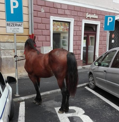 Calul ratacit care a strabatut jumatate de Sibiu si-a gasit stapanul. Cine este omul si de ce va fi amendat cu 3.000 de lei