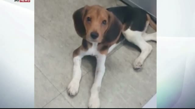 Primul transplant de cap ar putea avea loc anul viitor. Procedura a fost deja testata pe animale