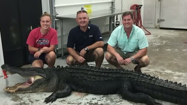 Aligator de aproape 273 de kilograme, prins de o familie din Carolina de Sud. Cum au reusit