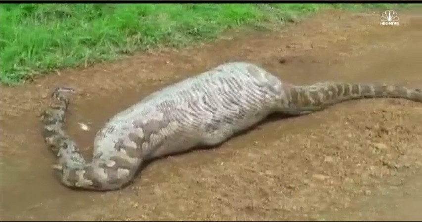 Din ce cauza nu s-a mai putut misca un piton lung de peste 6 metri. Ce se afla in stomacul sau e infiorator VIDEO