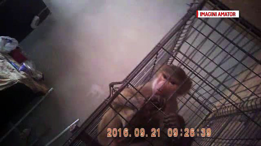 Specie exotica de maimuta, gasita intr-un apartament din Rahova. Ce boli grave poate transmite acest animal