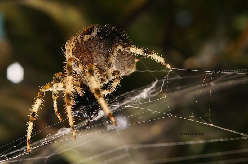 Au cumparat banane de la magazinul local, iar cateva ore mai tarziu au trebuit sa fuga din casa. "Vor muri oricum"